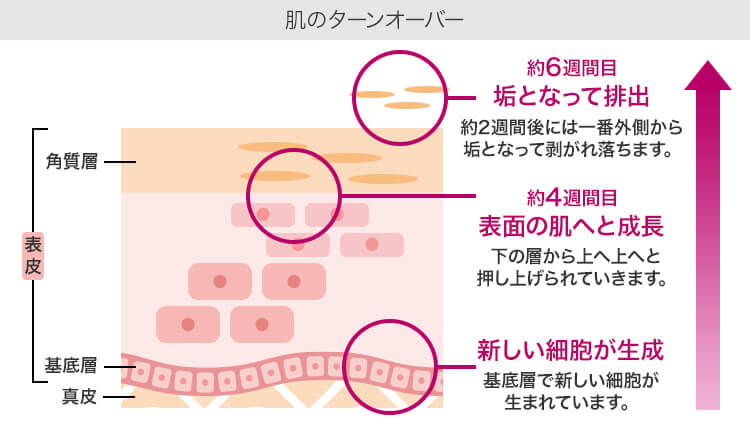 肌のターンオーバー