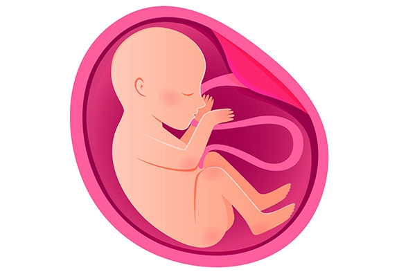 臍帯由来を採用